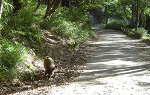 子どものイノシシに遭遇